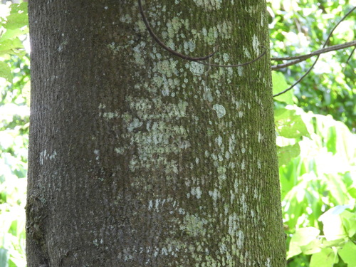 Alangium kurzii, photograph 3