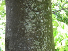 Alangium kurzii, photograph (c) Adam Kamal, some rights reserved (CC BY)