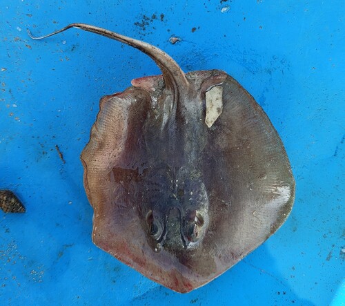 Bengal whipray (Brevitrygon imbricata) — Dasyatidae