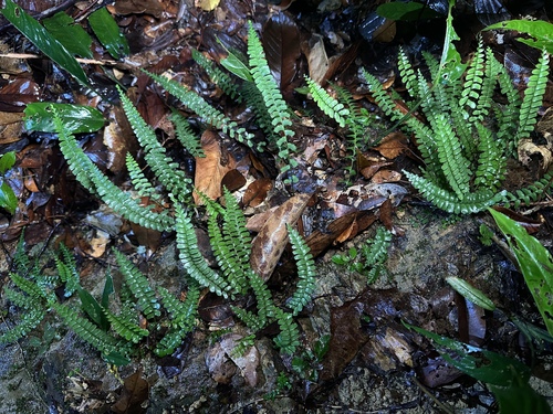 Lindsaea lucida observed 2025-04-16