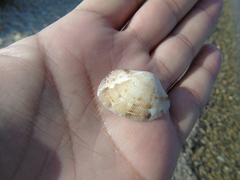 Ruditapes decussatus