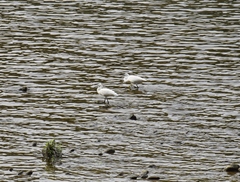 Egretta garzetta