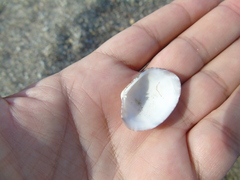 Ruditapes decussatus