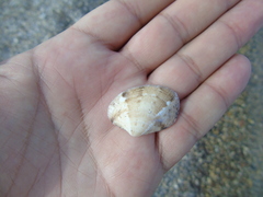 Ruditapes decussatus