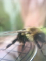 Bombus impatiens