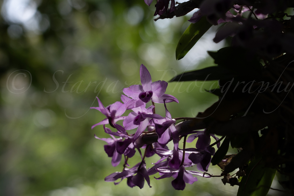 Dendrobium parishii Rchb.f. 3