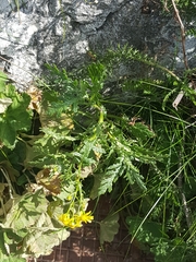 Senecio squalidus rupestris