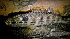 Helotes octolineatus