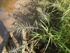 Diplachne fusca