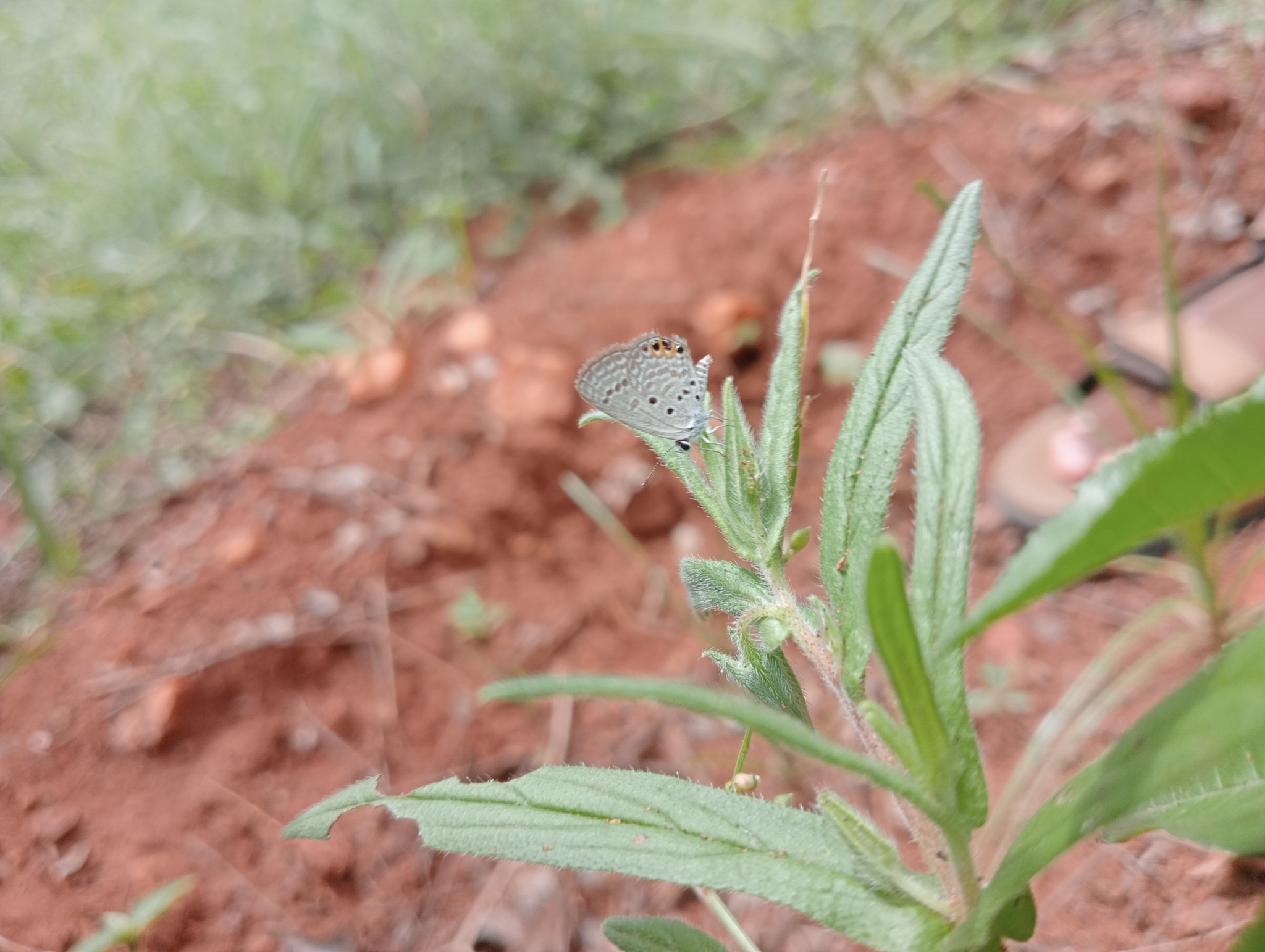 Orange-Spotted Grass Jewel