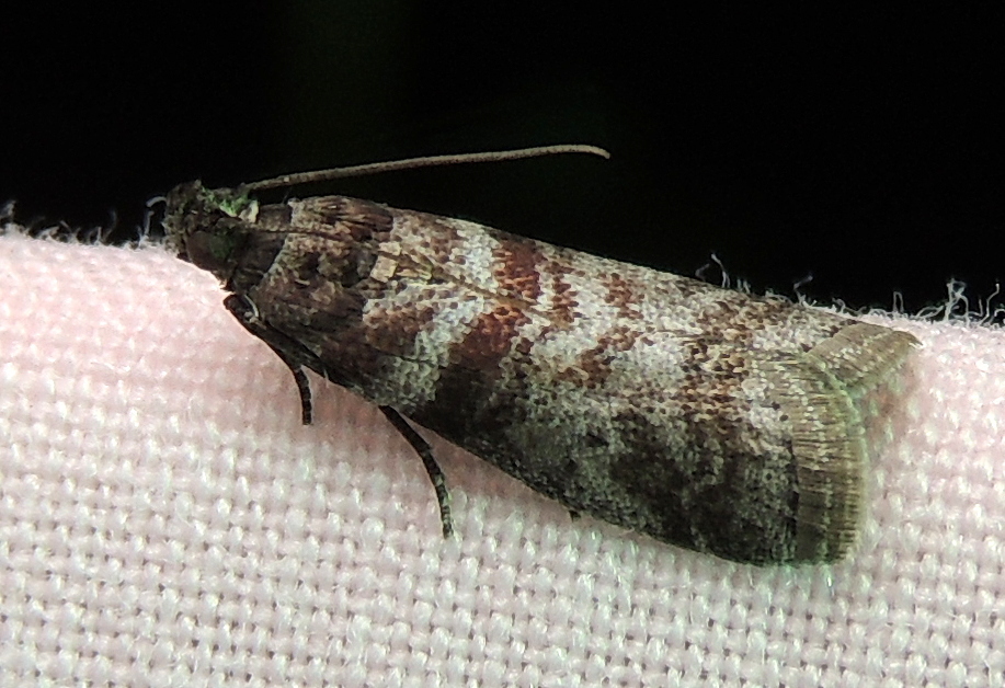Sweetgum Leafroller Moth