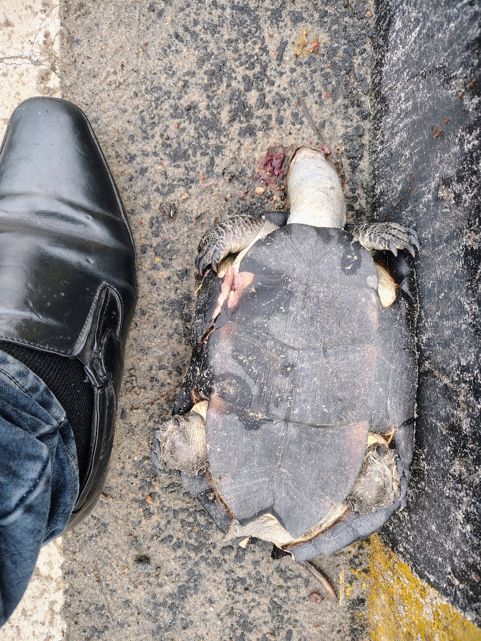 Indian Black Turtle