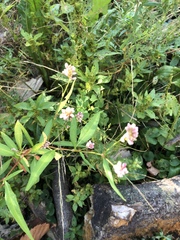 Angiospermae