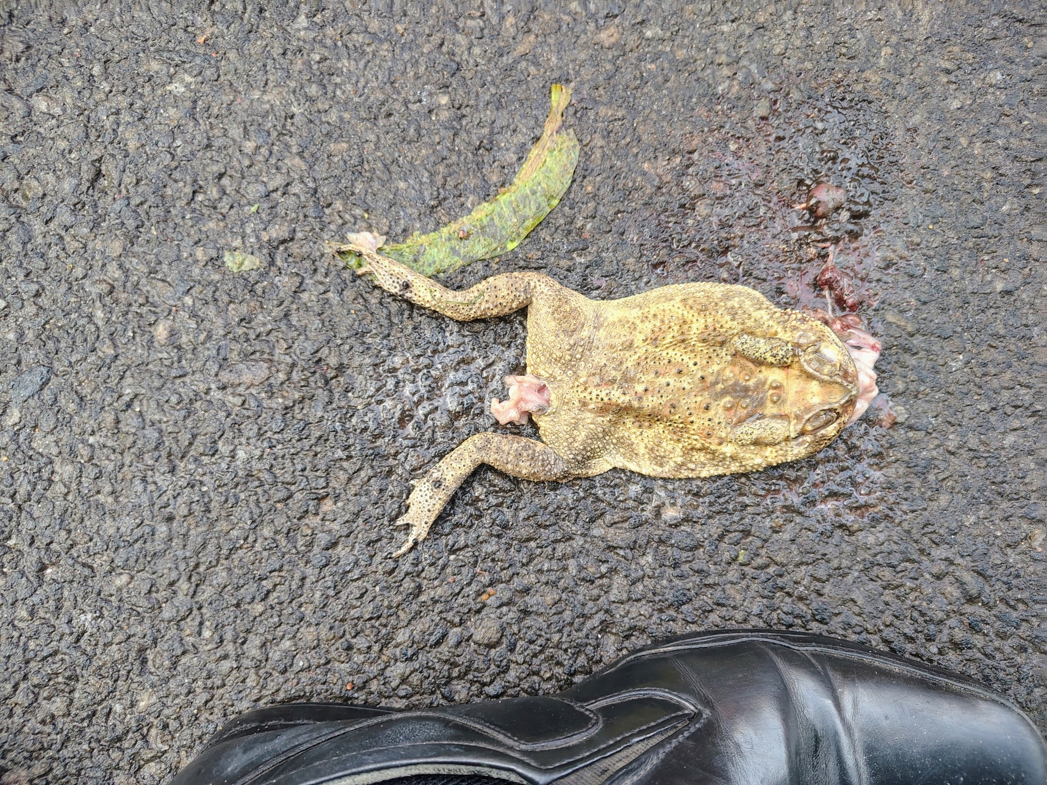 Indian Common True Toad