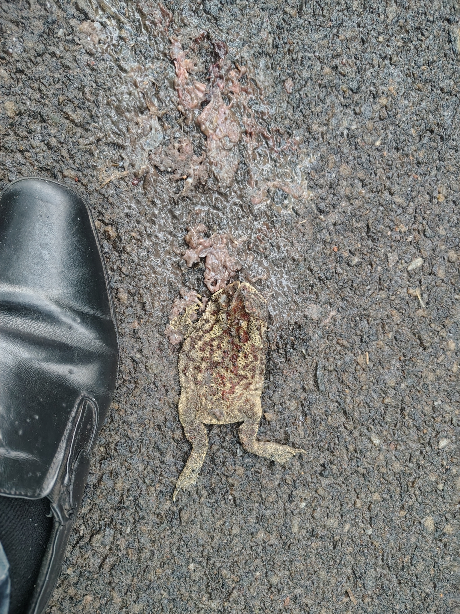 Indian Common True Toad