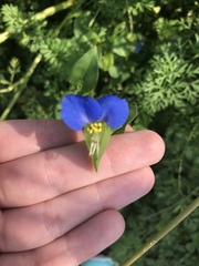 Commelina communis