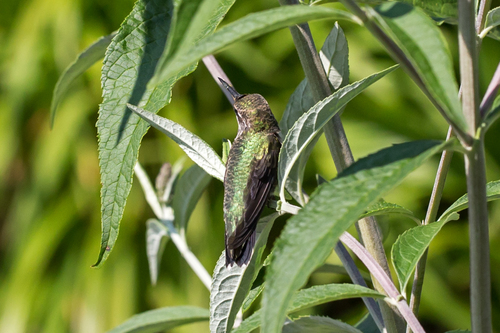 Ruby-throated Hummingbird photographed in Maine