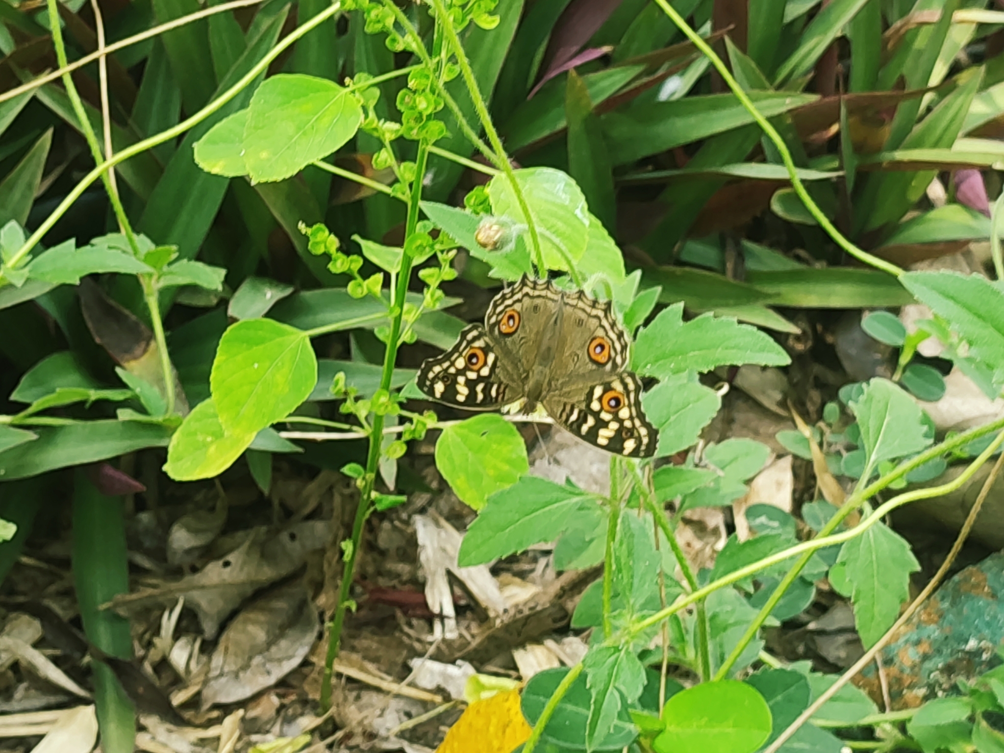 Lemon Pansy