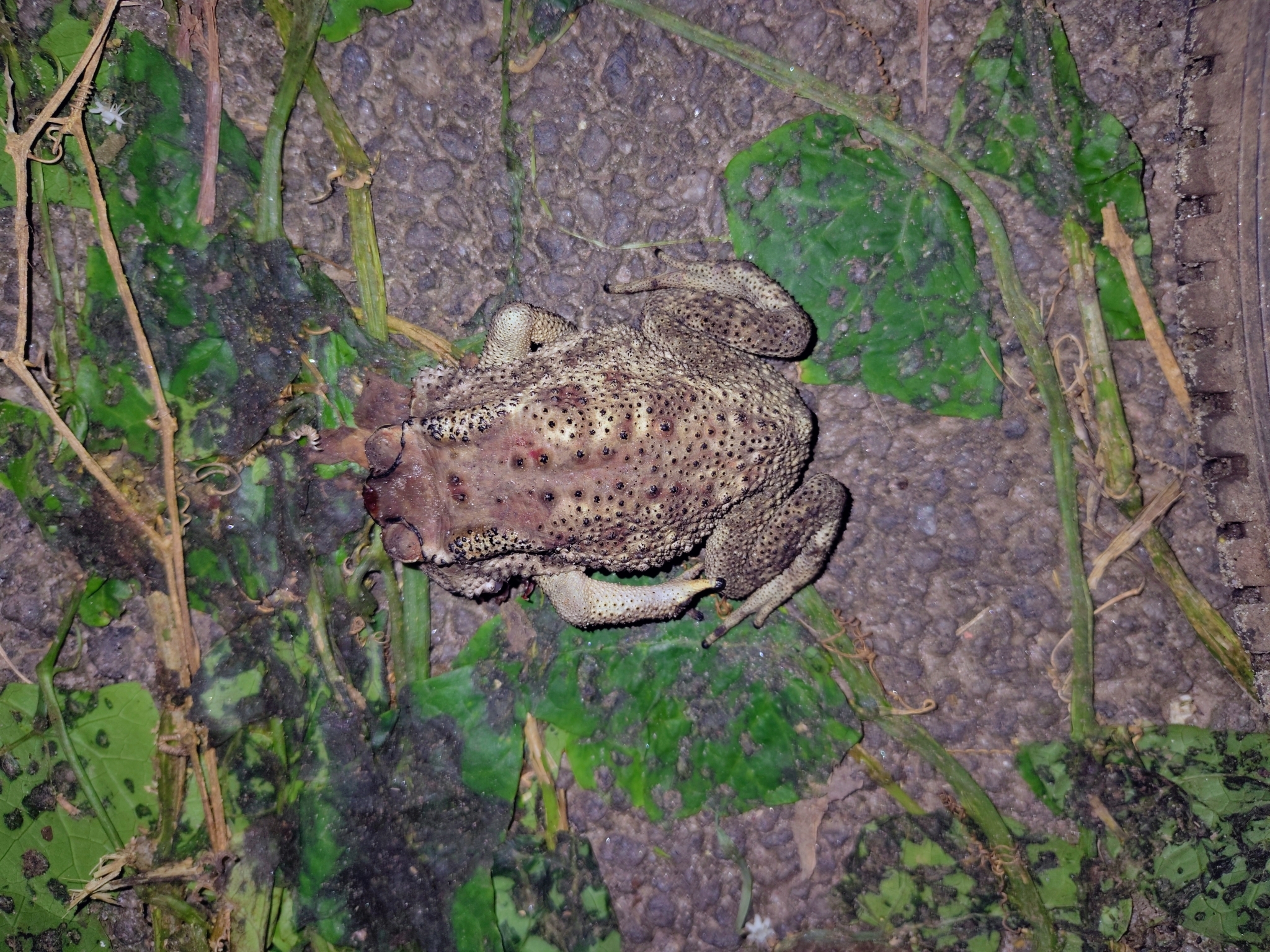 Indian Common True Toad