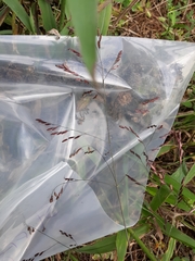 Tridens flavus flavus