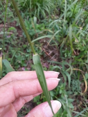 Tridens flavus flavus