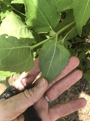 Wedelia calycina