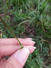 Tridens flavus flavus