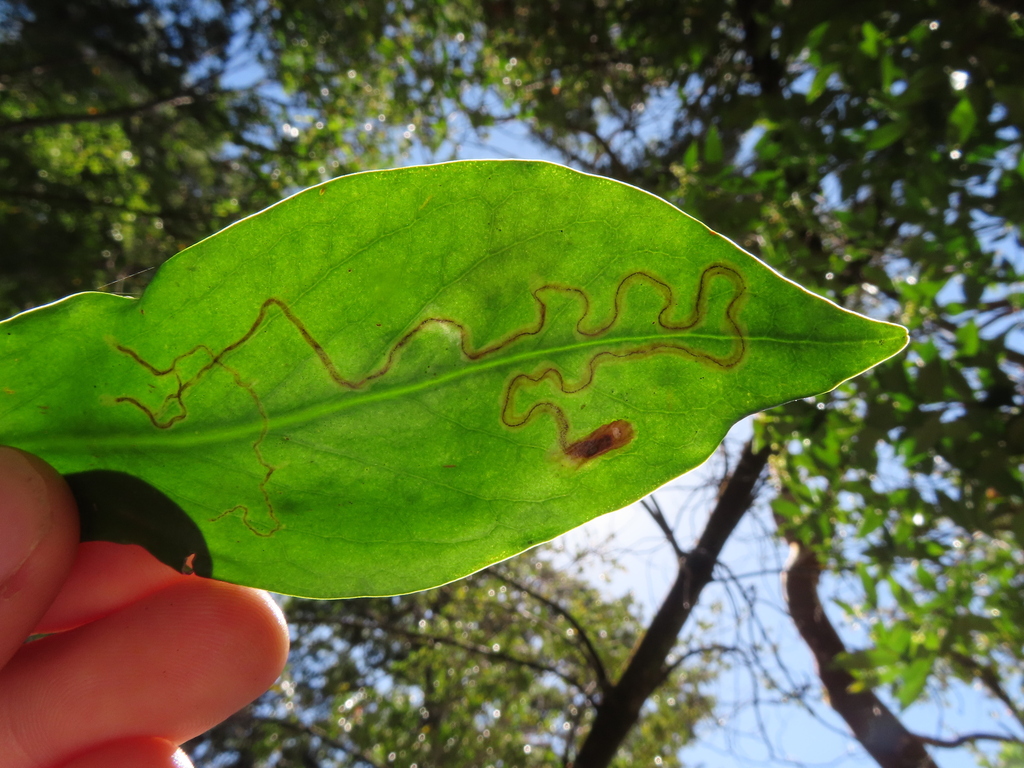 Prophyllocnistis