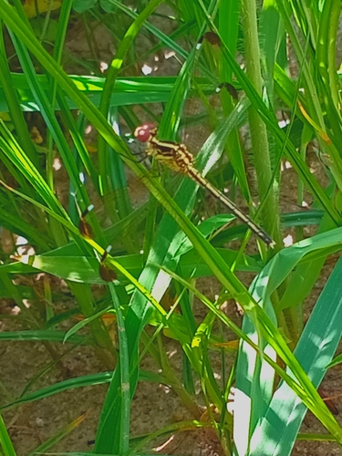 Pied-spot