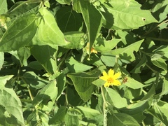 Wedelia calycina