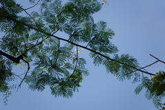 Enterolobium cyclocarpum