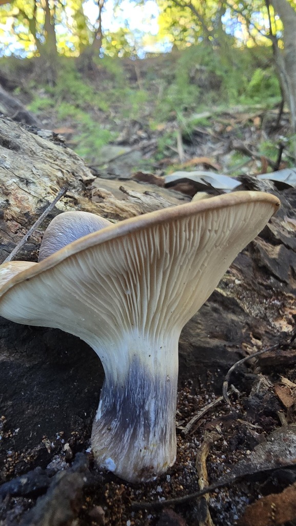 Omphalotus nidiformis · June 2025 · photo: © xanthosia (iNaturalist, cc-by)