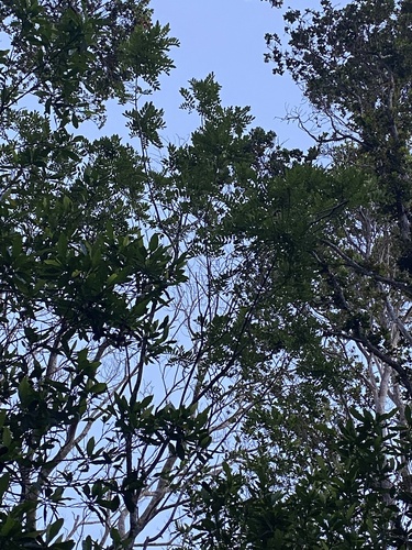 Sophora chrysophylla observed 2025-06-11