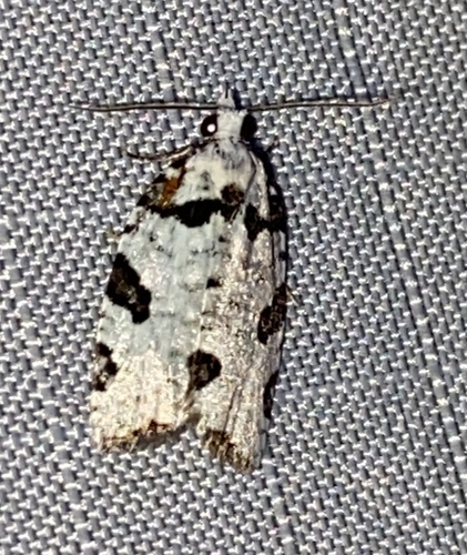 Spheterista observed 2025-06-11