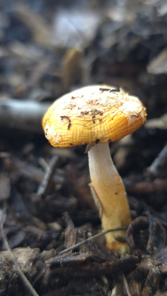 Amanita xanthocephala · June 2025 · photo: © xanthosia (iNaturalist, cc-by)