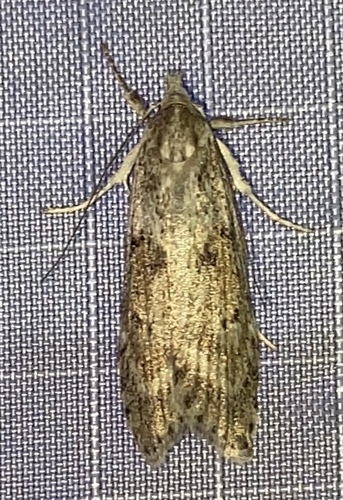 Thyrocopa observed 2025-06-12