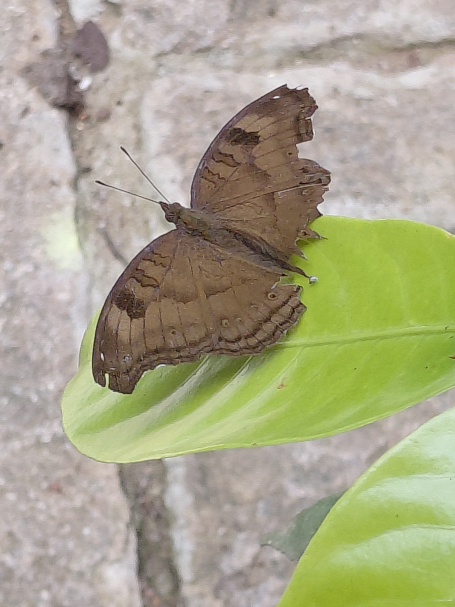 Chocolate Pansy
