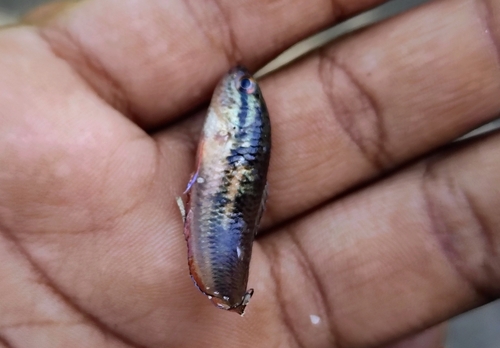 Spiketail paradisefish (Pseudosphromenus dayi) — Osphronemidae — 4