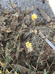 Lactuca saligna