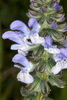 Vervain Salvia - Photo (c) Drepanostoma, some rights reserved (CC BY-NC), uploaded by Drepanostoma
