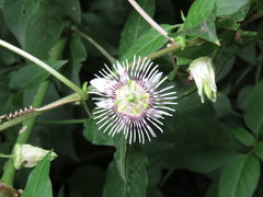 Passiflora podadenia