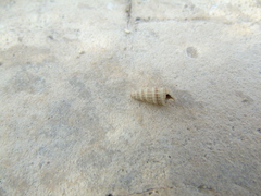 Pirenella conica