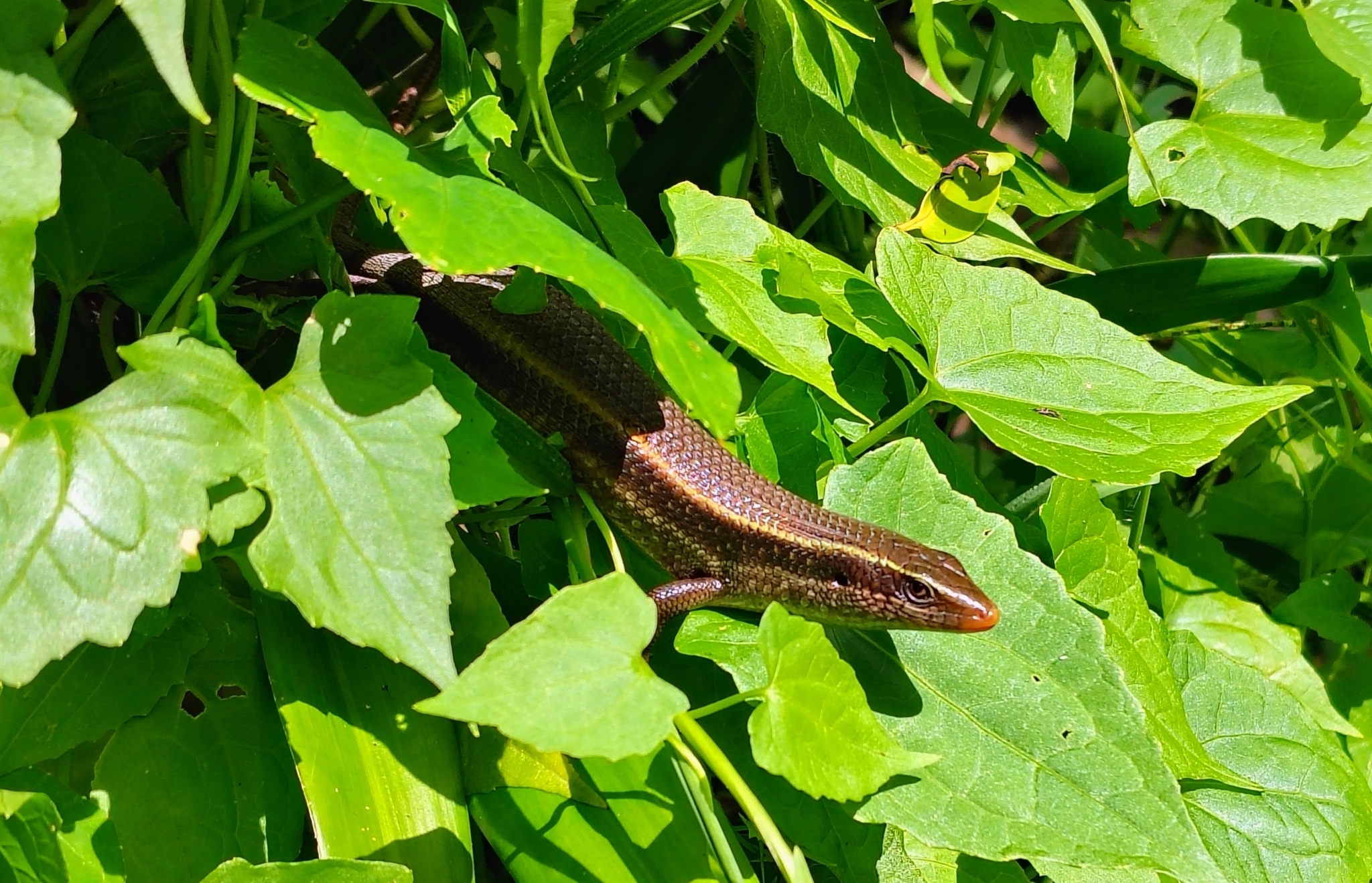 Keeled Indian Skink