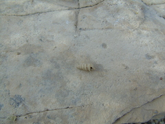 Pirenella conica