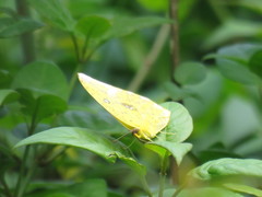 Phoebis neocypris virgo