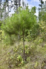 Pinus cubensis