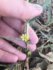 Lactuca saligna