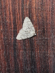 Nepytia freemani