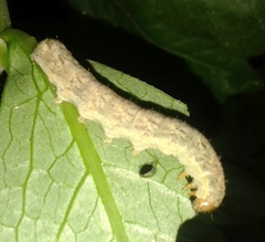 Mamestra brassicae