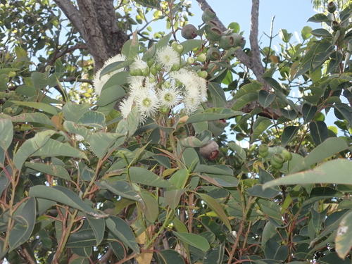 Corymbia calophylla, 2025-06-11
